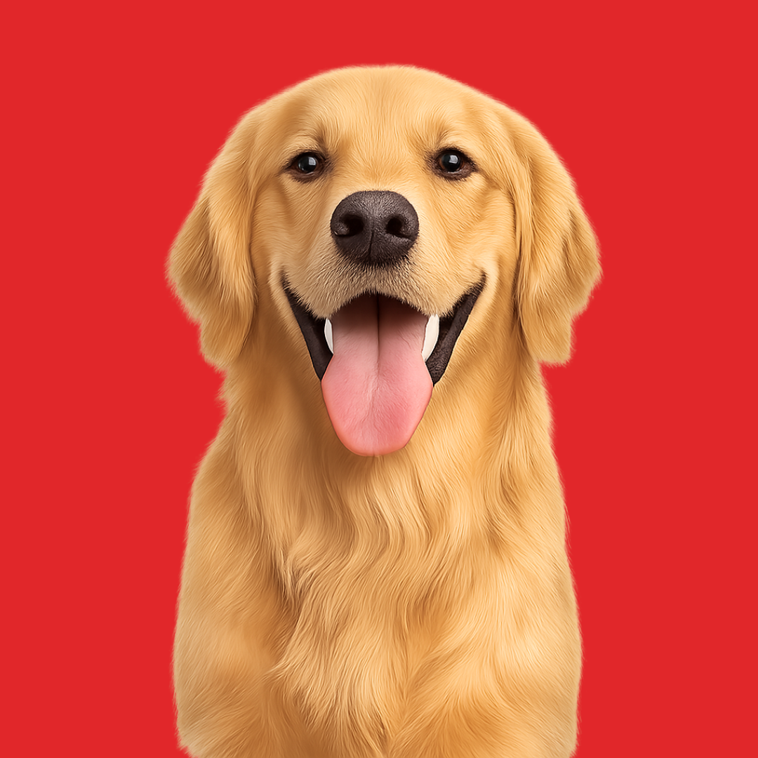 Perro